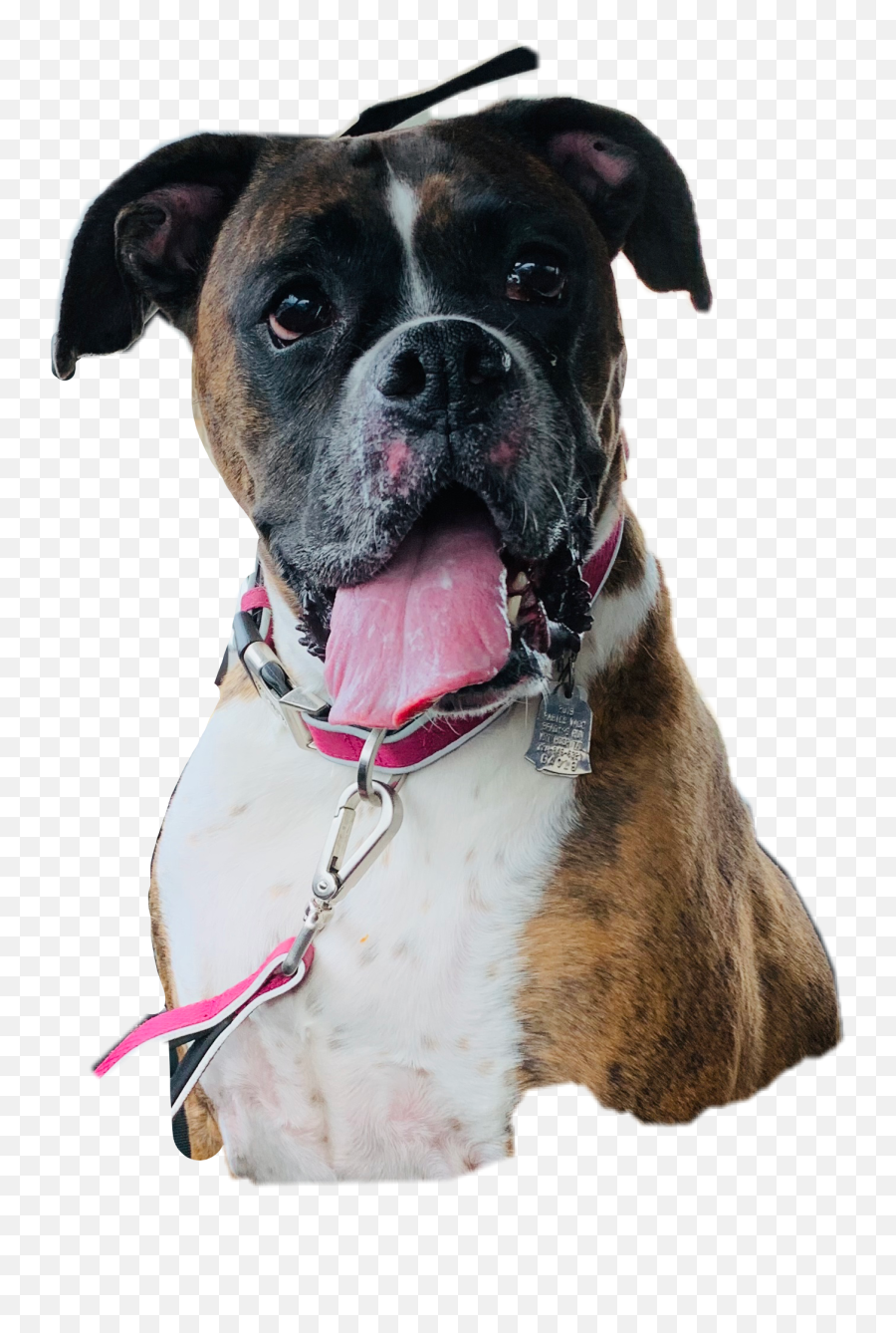 Boxer Dog Bridal Freetoedit - Boxer Emoji,Boxer Dog Emoji