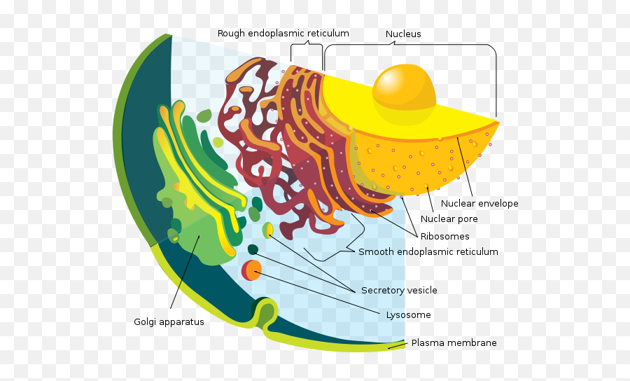 Endomembrane System Diagram En - Endoplasmic Reticulum Emoji,Envelope Emoji