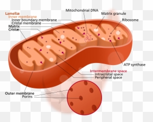 Extranuclear Inheritance - Cytoplasm In The Mitochondria Emoji,Pregnant Emoji App