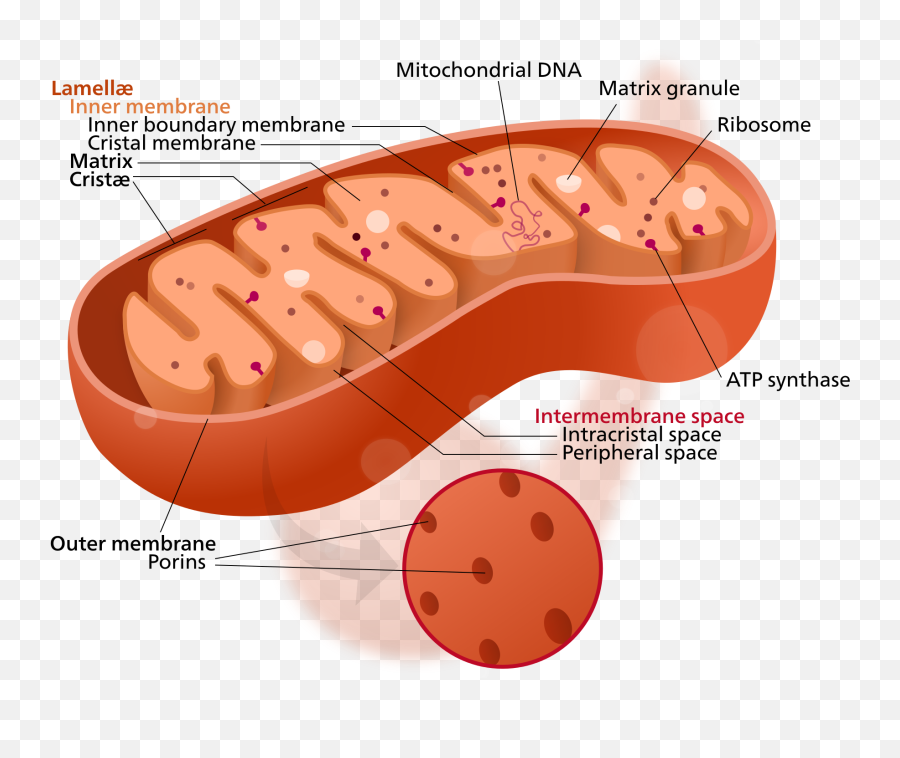 Extranuclear Inheritance - Cytoplasm In The Mitochondria Emoji,Pregnant Emoji App