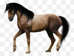 Horse Png Image Free Download Picture 931693 - Png Images Horse With One Leg Up Emoji,Schnauzer Emoji