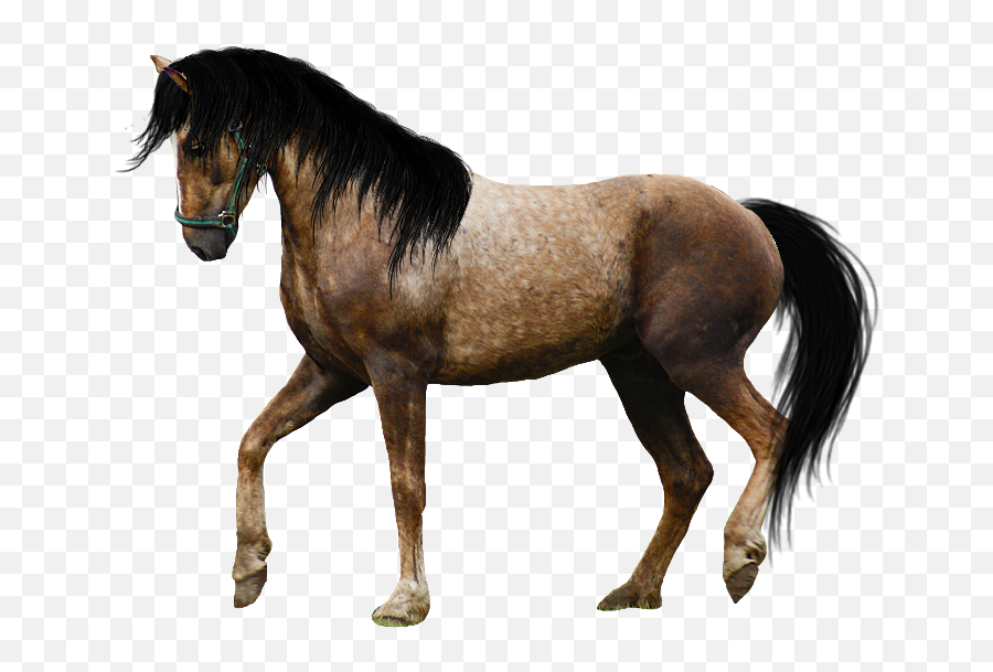 Horse Png Image Free Download Picture 931693 - Png Images Horse With One Leg Up Emoji,Schnauzer Emoji
