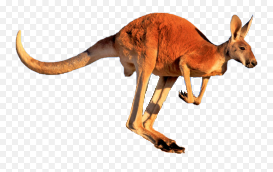 Kangaroo Sticker - Red Kangaroo Jumping Emoji,Kangaroo Emoji