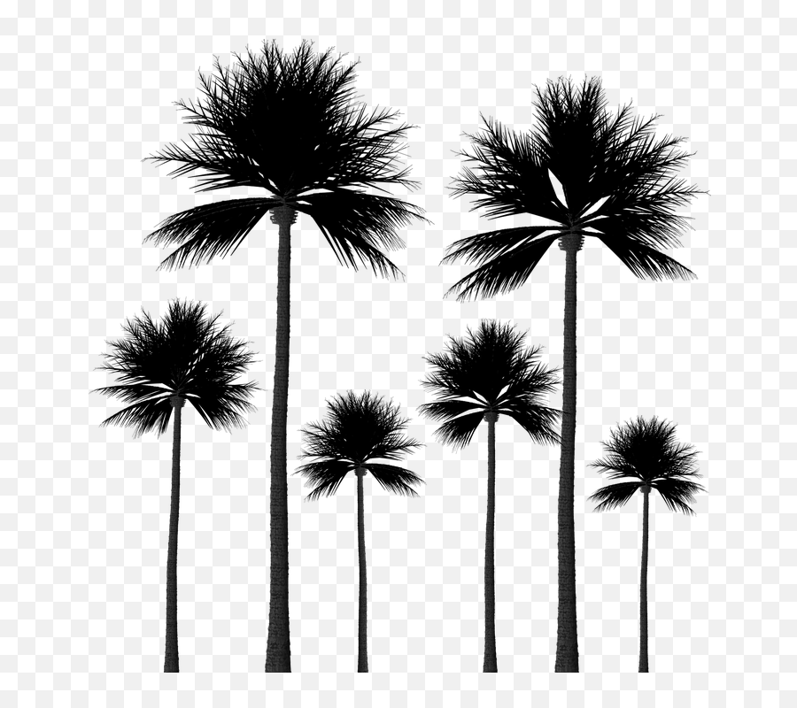 Silhouette Palm Trees Tree - Silhouette Palm Trees Png Emoji,Palm Tree Book Emoji