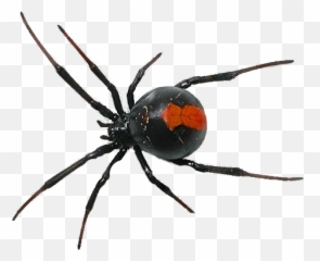 Blackwidow Black Widow Bug Goth Brutal - Spider Png Emoji,Black Widow Emoji