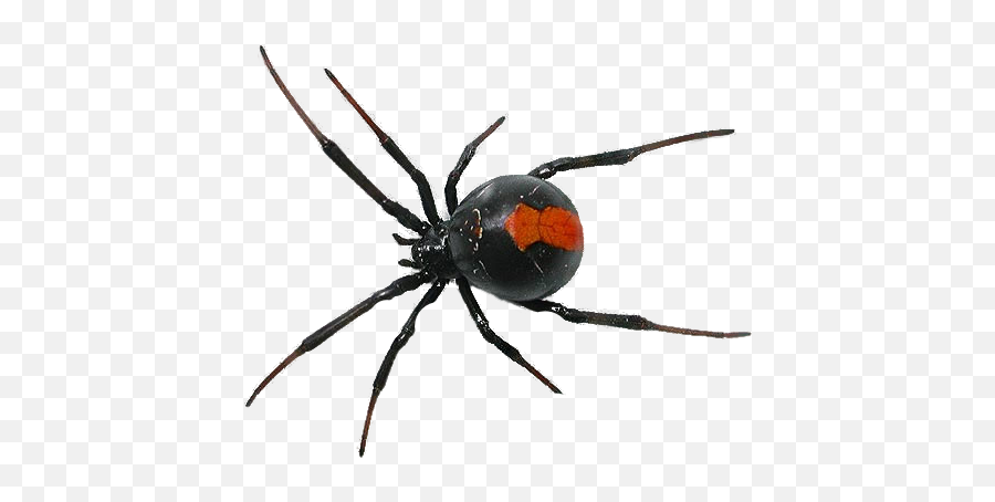 Blackwidow Black Widow Bug Goth Brutal - Spider Png Emoji,Black Widow Emoji