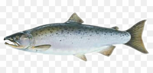 Salmon - Sticker By Antonino Calascibetta Salmon Coho Png Emoji,Salmon Emoji