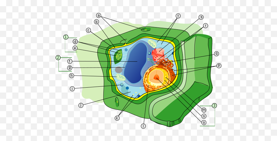 Plant Cell Structure Svg Labels - Plant Cell Diagram Emoji,Envelope Emoji