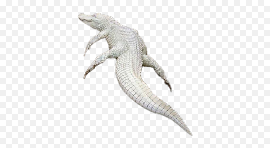 Sticker Albino Crocodile Alligator Reptile - American Alligator Emoji,Alligator Emoji