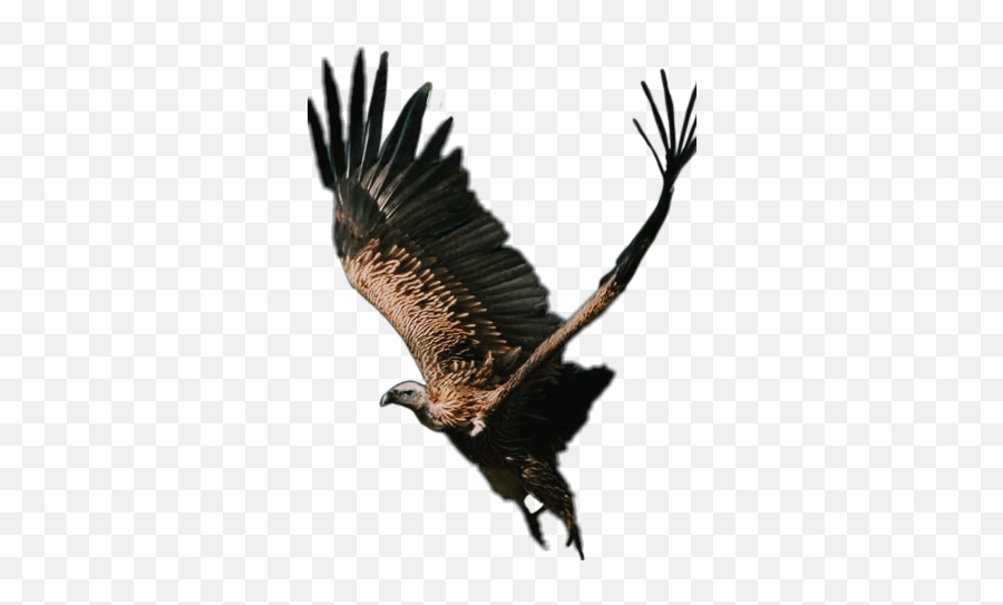 Vulture - Golden Eagle Emoji,Vulture Emoji