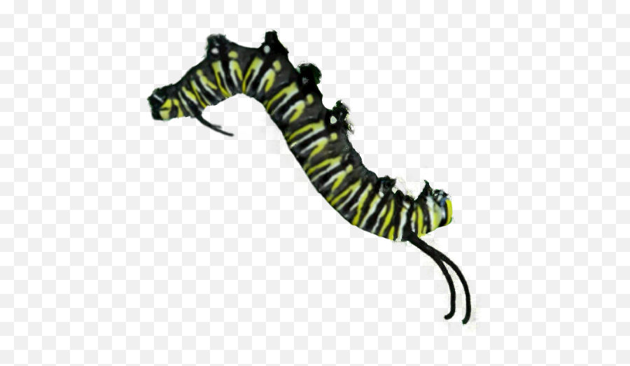 Ftestickers Caterpillar - Caterpillar Emoji,Caterpillar Emoji