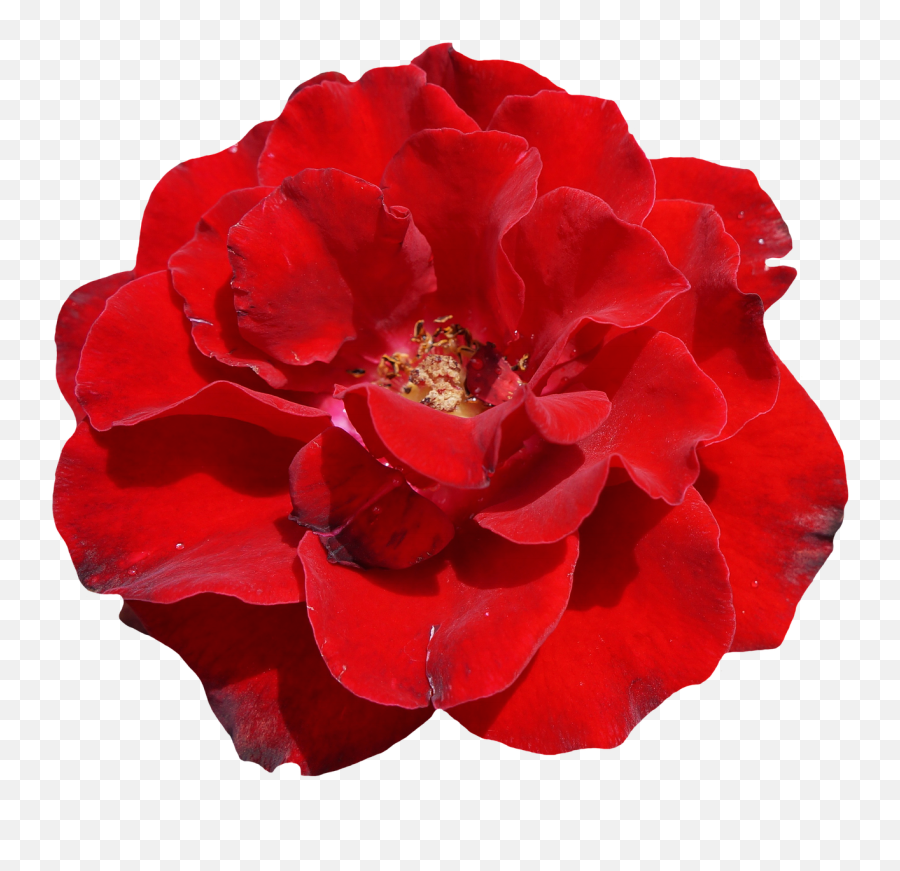 Rose Red Blossom Bloom Flower - Red Rose On White Background Emoji,Sakura Blossom Emoji