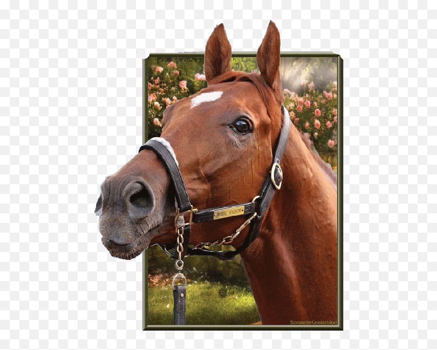 Pin - Pony Sticking Tongue Out Emoji,Horse Muscle Emoji