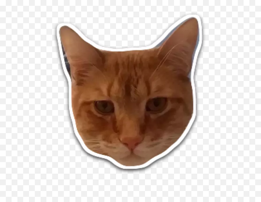 Selfies Into Your Very Own Meoji - Tabby Cat Emoji,Emoji Selfies