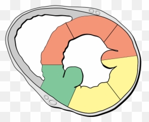 Heart Short Axis Myocardial Regions - View Of Emoji