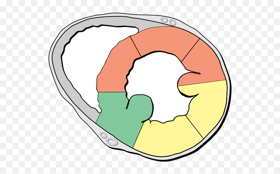 Heart Short Axis Myocardial Regions - Short Axis View Of Heart Emoji,Heart Eye Emoji Copy