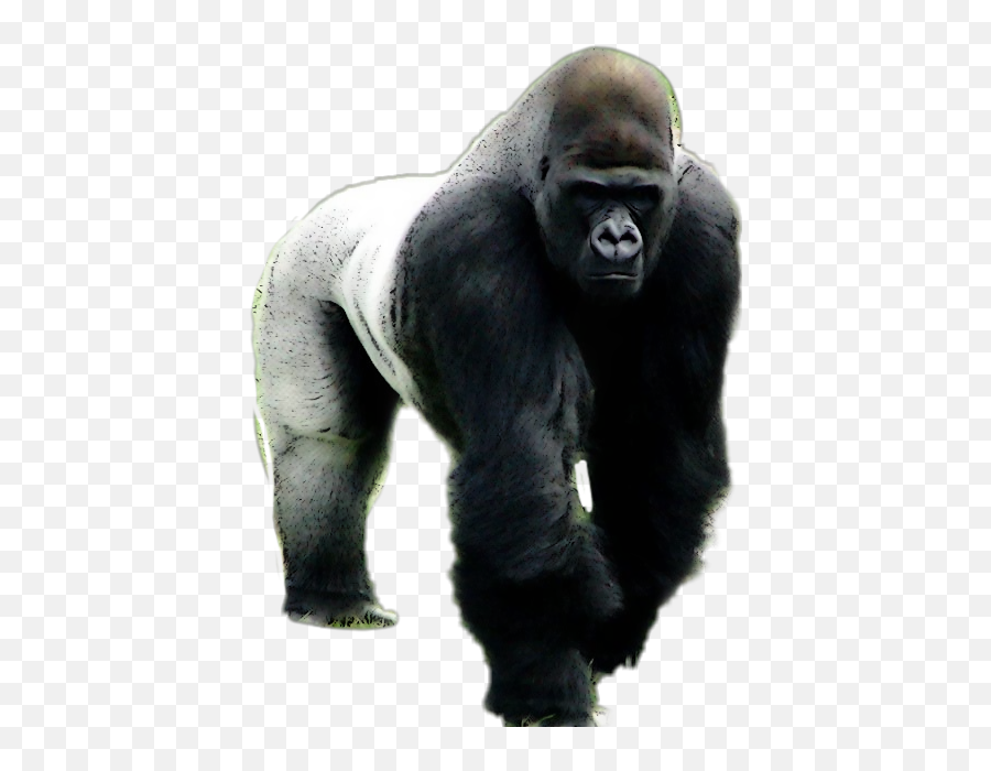Silverback Primeate Gorilla Jungle Kong - Silverback Gorilla Facts Emoji,Gorilla Emoji