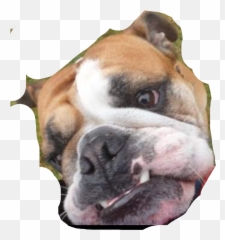 Bulldog Mybaby Freetoedit - Australian Bulldog Emoji,Bulldog Emoji