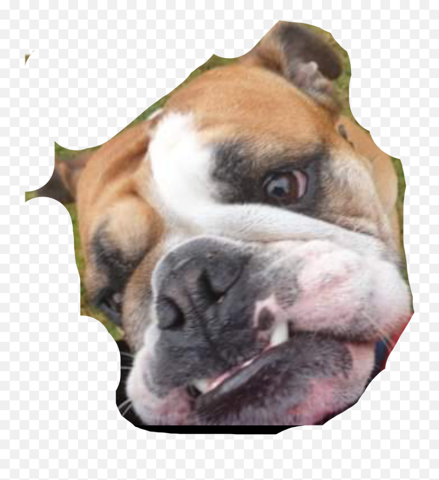 Bulldog Mybaby Freetoedit - Australian Bulldog Emoji,Bulldog Emoji