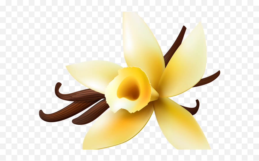 Vanilla Clipart Vanilla Orchid - Vanilla Cartoon Png Emoji,Orchid Emoji