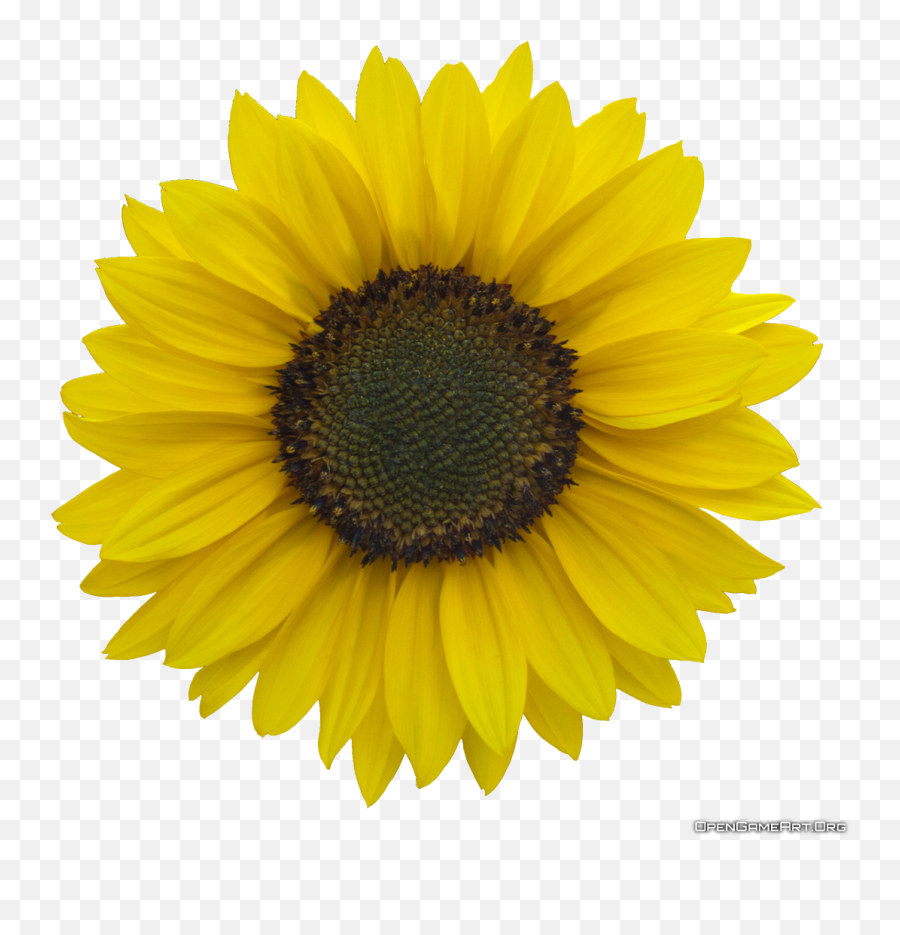 Sunflower Clipart Clear Background - Sunflower With Sun Flower Images Free Emoji,Sun Flower Emoji
