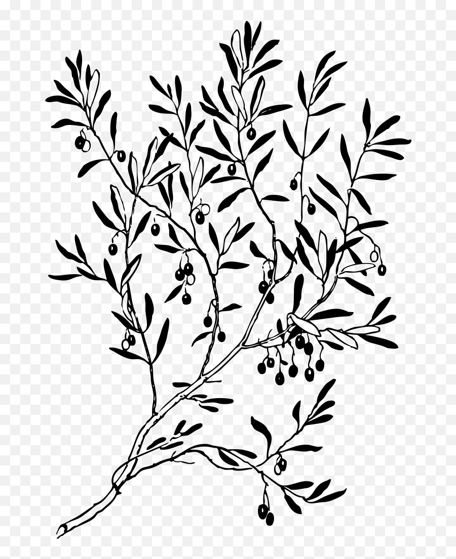 Olive Branch Png Svg Clip Art For Web - Download Clip Art Olive Branch Silhouette Png Emoji,Olive Branch Emoji