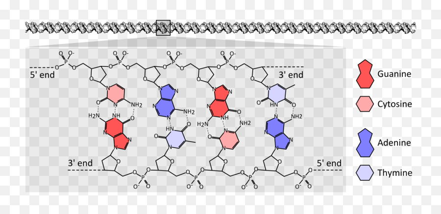 Dna Chemical Structure 2 - Diagram Emoji,Gene Emoji