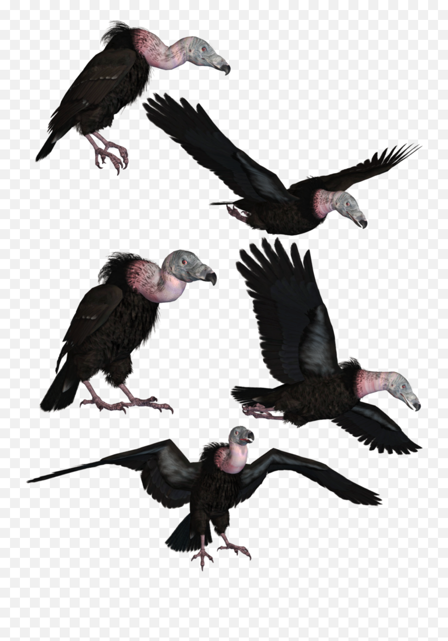 Bird Vulture Freetoedit - Vultures Png Emoji,Vulture Emoji