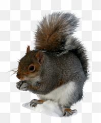Squirrel Clipart Transparent Background - Squirrel Png Transparent Emoji,Squirrel Emoticon