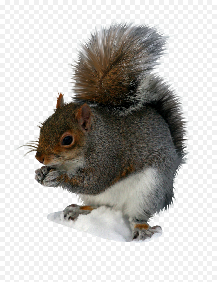 Squirrel Clipart Transparent Background - Squirrel Png Transparent Emoji,Squirrel Emoticon