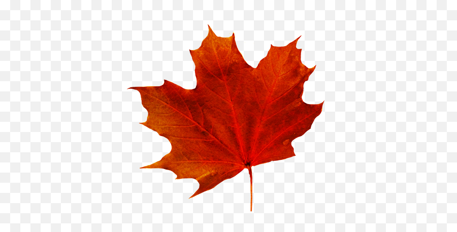 Free Maple Leaf Transparent Background Download Free Clip - Fall Leaf Transparent Background Emoji,Fall Leaf Emoji