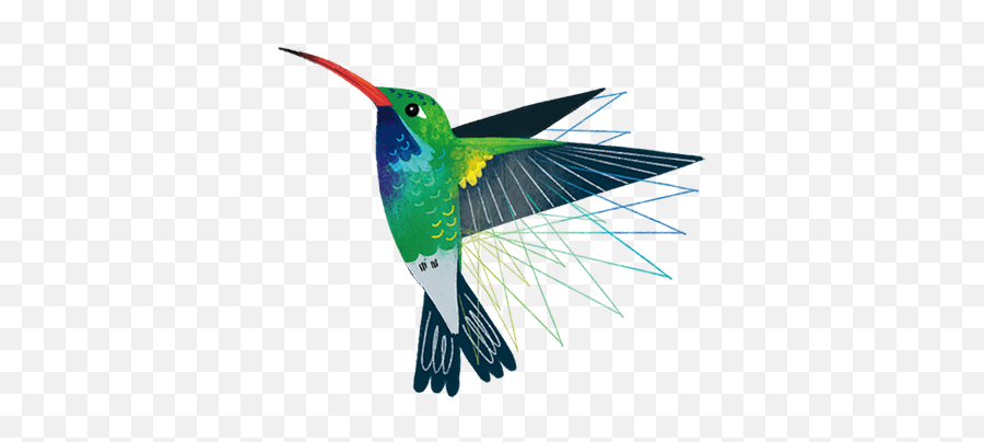 Texas Birds Sticker Pack - Hummingbird Emoji,Cardinal Bird Emoji