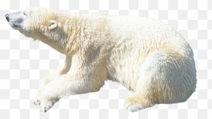 Polar White Bear Png - Emoji