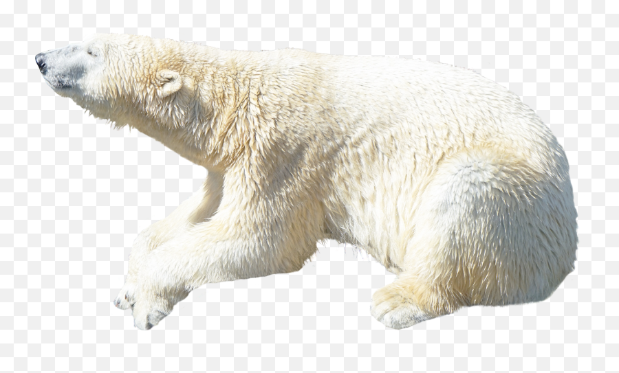 Polar White Bear Png - Polar Bear Png Emoji,Cold Emoji Gif