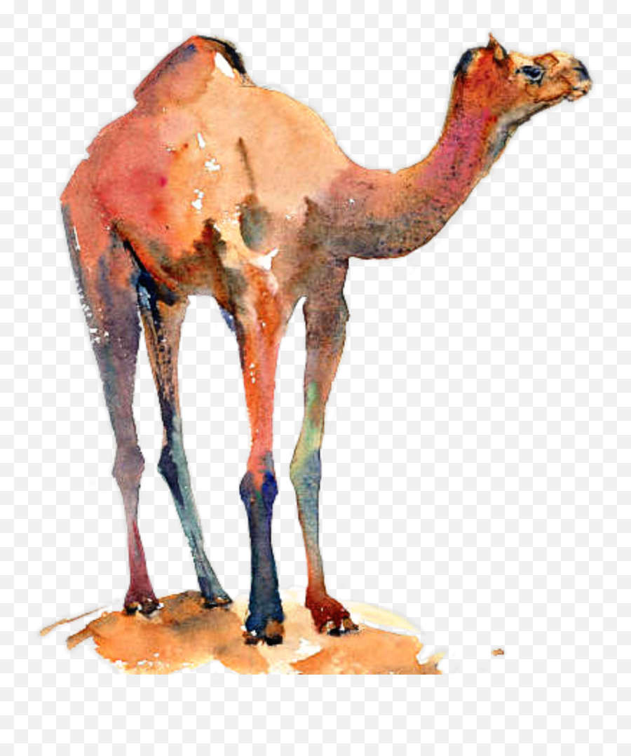 Camel Colorful - Sticker By Liane Emoji,Camel Emoji