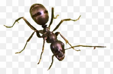 Ant Png Image Picture 387555 Ant Png Images - Carpenter Ant Emoji,Ant Emoji