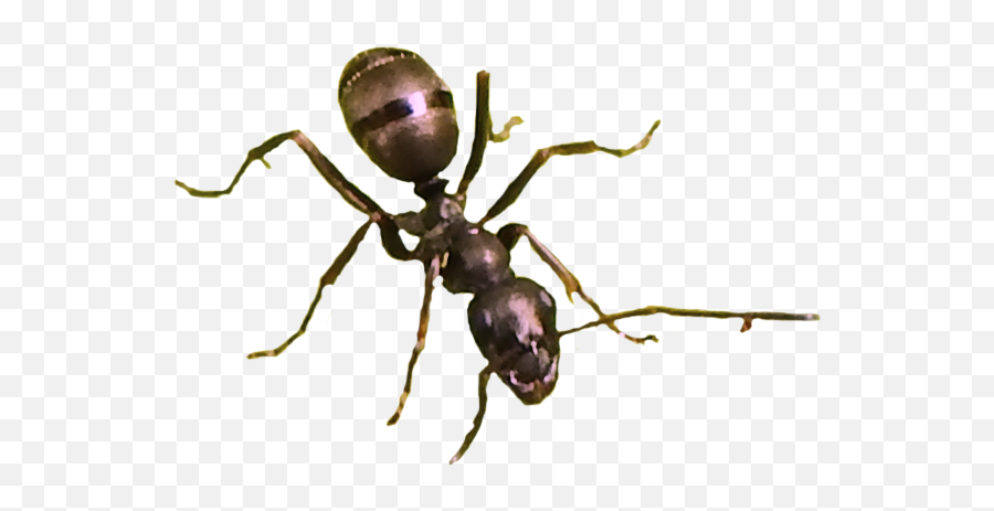 Ant Png Image Picture 387555 Ant Png Images - Carpenter Ant Emoji,Ant Emoji