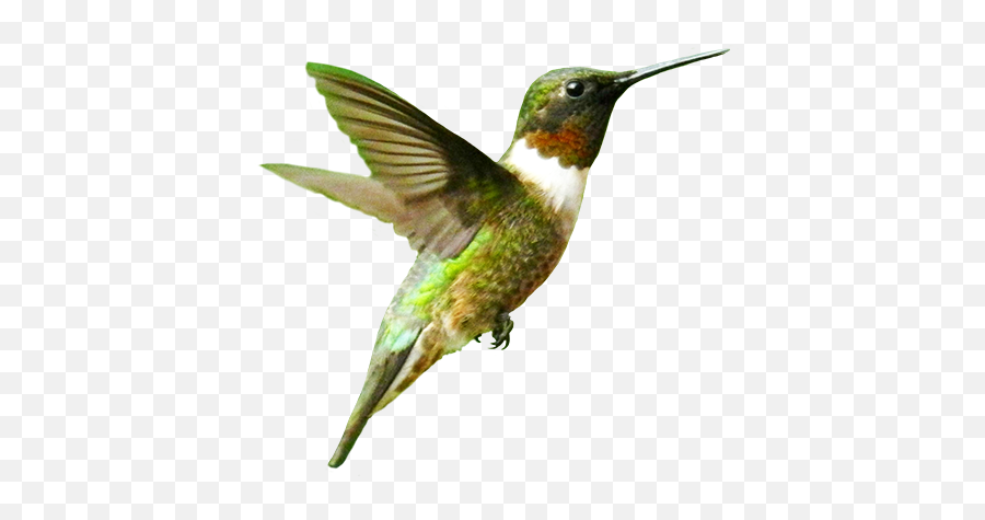 Hummingbird Png Transparent Hummingbirdpng Images Pluspng - Humming Bird Png Emoji,Hummingbird Emoji