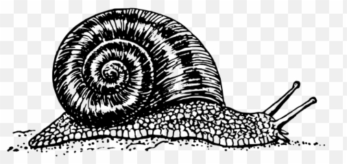 Free Mollusc Snail Images - Black And White Emoji