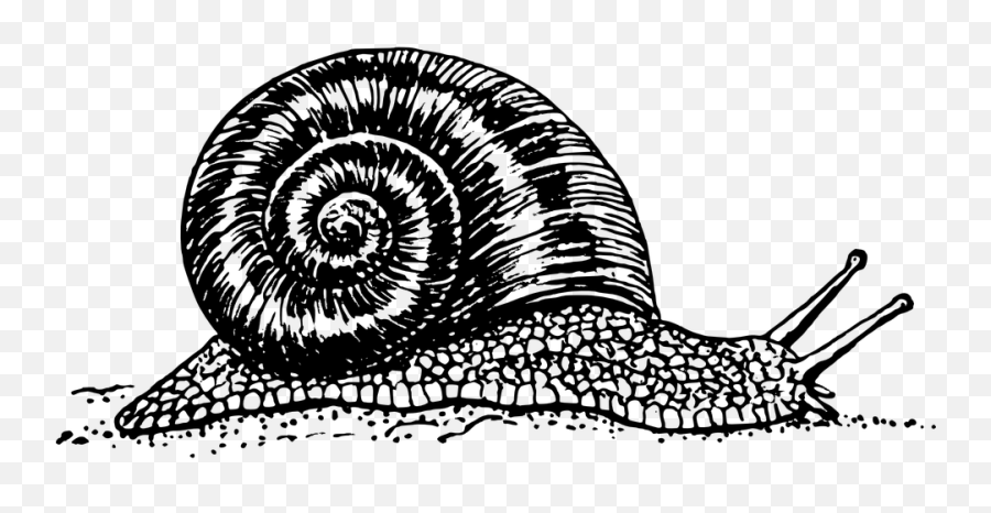 Free Mollusc Snail Images - Black And White Snail Emoji,Squid Emoticon