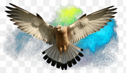 Eagle Falcon Sticker - Clip Art Emoji