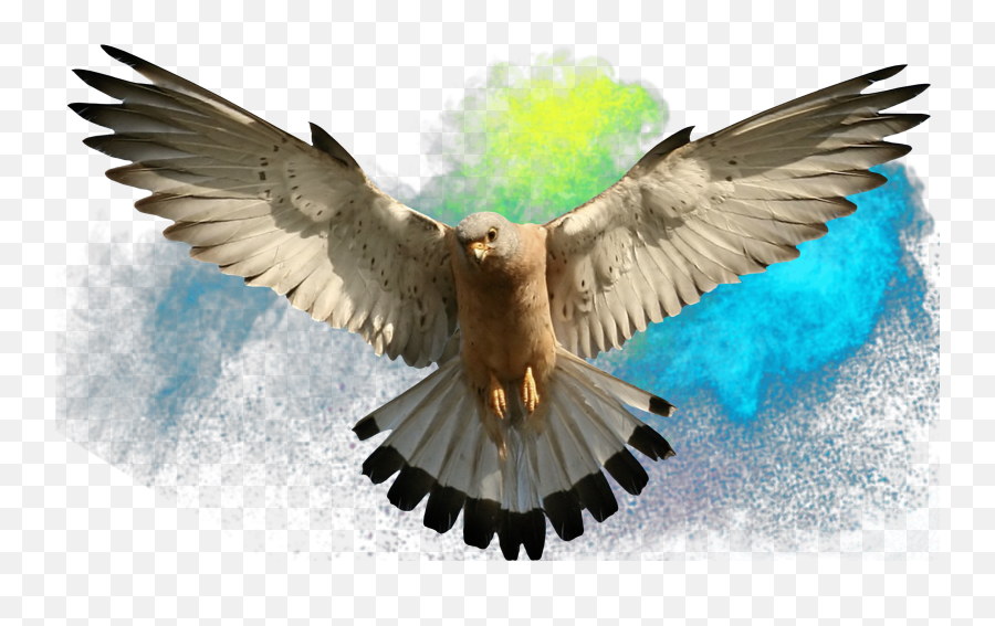 Eagle Falcon Sticker - Clip Art Emoji,Falcon Emoji
