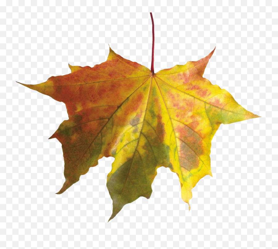 Autumn Leaf Color - Fall Leaf Without Background Emoji,Autumn Emoji