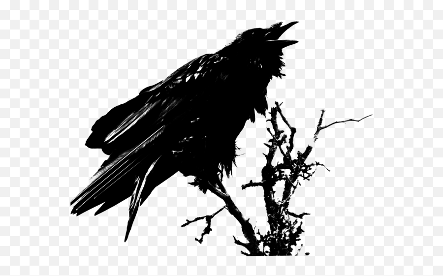 Crow Hird Birds Badluck Fairy Ftestickers - Art Edgar Allan Poe Raven Emoji,Crow Emoji