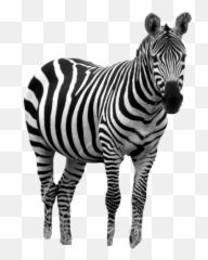 Zebra - Zebra Emoji,Zebra Emoji