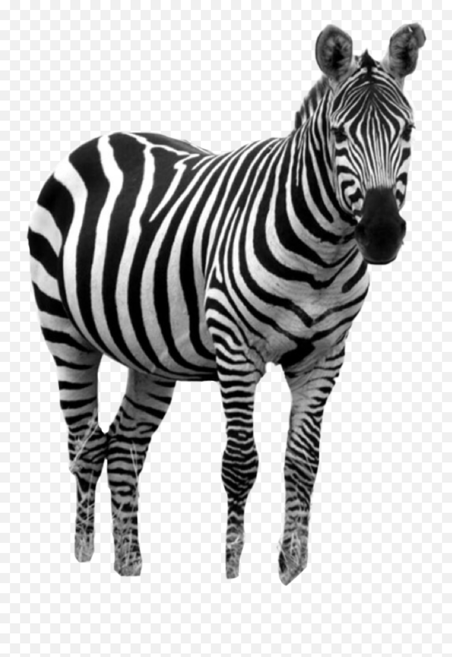 Zebra - Zebra Emoji,Zebra Emoji