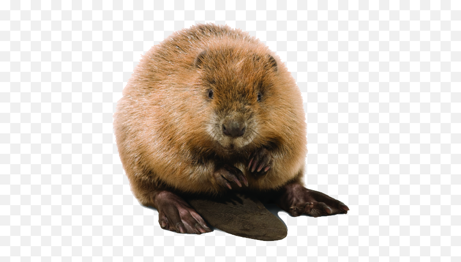Cute Beaver Designs Picture - Beaver Png Transparent Emoji,Beaver Emoji