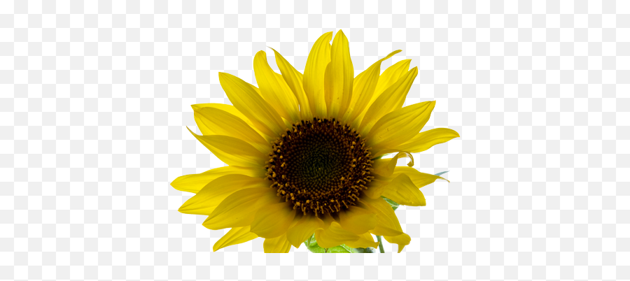 Collection Of Free Sunflower Transparent Aesthetic - Yellow Aesthetic Png Flower Emoji,Sunflower Emoji