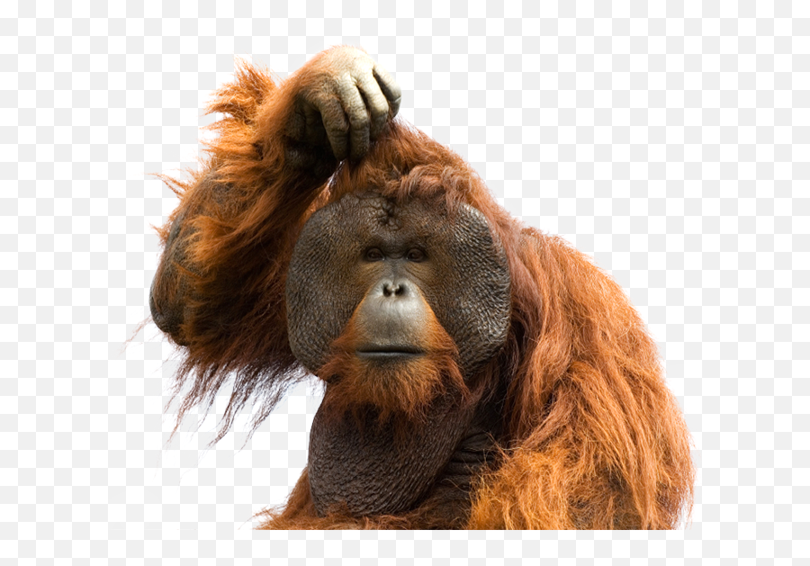 Fingerprint Orangutan Transparent Png - Orangutan No Background Emoji,Orangutan Emoji