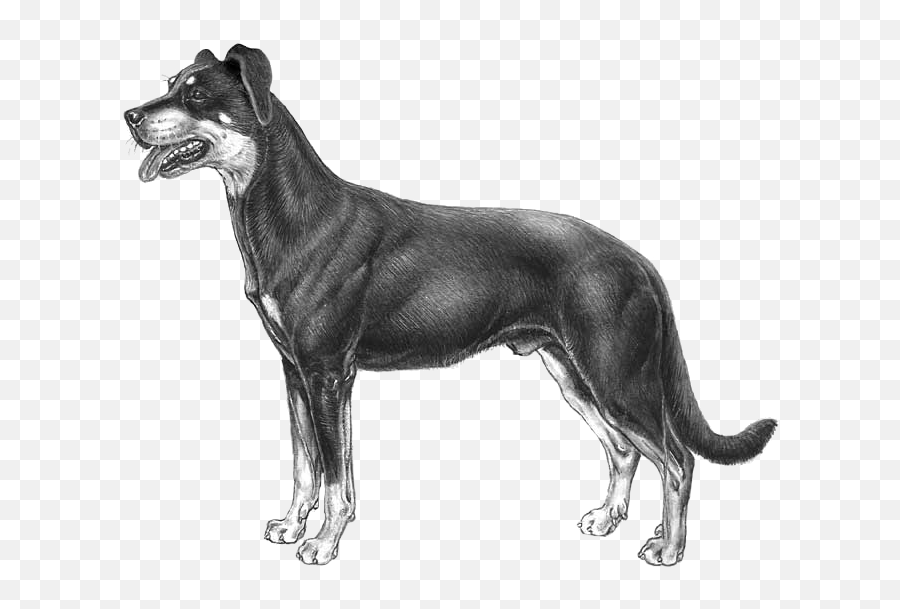Beauceron - Pedigreed Breeds Dogwellnetcom Silver Plated Labrador Ornament Emoji,Dog Emoji Copy And Paste